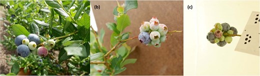 a With natural background, b with artificial background in the field, and c with artificial background in the lab. From left to right, blueberries developing on a branch are shown: a two or three clusters, b unable to determine the number of clusters in situ by visual means, and c a branch with several clusters of blueberries.