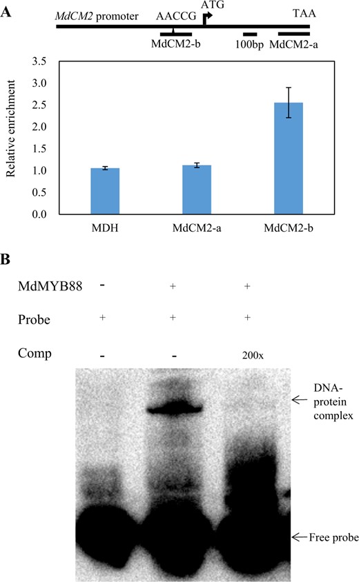 a ChiP-qPCR analysis of MdCM2 using a native antibody against MdMYB88 and MdMYB124. Fragment MdCM2-a served as a negative control. Fragment MdCM2-b contains a cis-element of AACCG. The data are the means ± SDs (n = 3). b EMSA analysis of MdMYB88-His binding to the promoter region of MdCM2. The arrowheads indicate protein-DNA complex or free probe