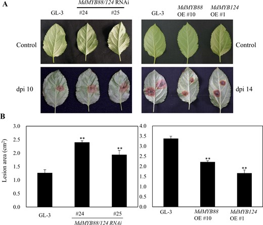 a Disease resistance of GL-3, MdMYB88/124 RNAi, MdMYB88, and MdMYB124 overexpression plants (OE). b Quantification of the data shown in a. The data are the means ± SDs (n = 8). One-way ANOVA (Tukey test) was performed, and statistically significant differences are indicated by **(P < 0.01)
