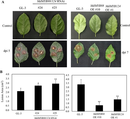 a Disease resistance of GL-3, MdMYB88/124 RNAi, MdMYB88, and MdMYB124 overexpression plants (OE). b Quantification of the data shown in a. The data are the means ± SDs (n = 8). One-way ANOVA (Tukey test) was performed, and statistically significant differences are indicated by *(P < 0.05) or **(P < 0.01)
