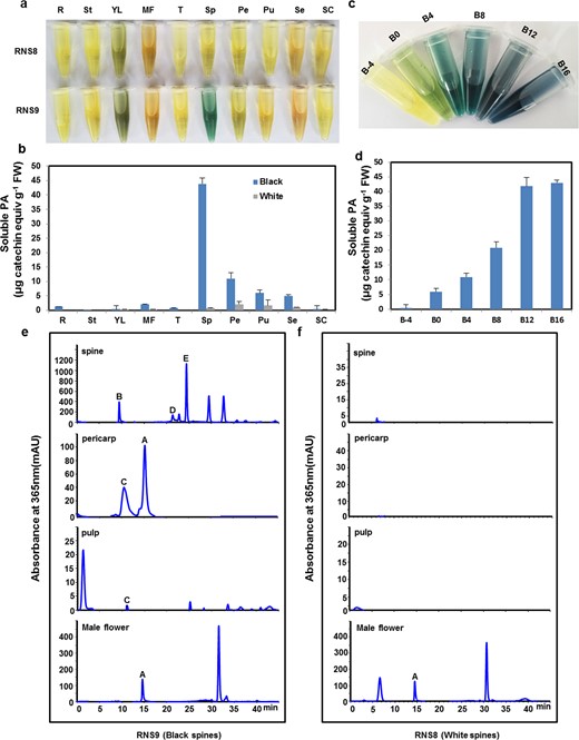 a DMACA (dimethylaminocinnamaldehyde) staining of black-spined and white-spined cucumber lines. b Quantification of soluble PAs from (a) based on spectrophotometric absorbance. c DMACA staining of cucumber black spines at different developmental stages. d Quantification of soluble PAs from (c) based on spectrophotometric absorbance. e, f HPLC analysis of flavonols in different tissues of black-spined and white-spined cucumber lines. Absorbance was monitored at 365 nm. Peaks A–E represent five kinds of flavonols: quercetin-3-O-rutinoside-7-O-glucose (A), kaempferol-3-O-rutinoside-7-O-glucoside (B), isorhamnetin-3-O-rutinoside-7-O-glucoside (C), kaempferol-3-O-rutinoside (D), and isorhamnetin-3-O-rutinoside (E). R, root; St, stem; YL, young leaf; MF, male flower; Sp, spine at 12 days after anthesis (DAA); T, tendril; Pe, pericarp; Pu, pulp; Se, seed; SC, seed coat. B-4, black spine at 4 days before anthesis (DBA); B0, black spine at 0 DBA; B4, black spine at 4 DAA; B8, black spine at 8 DAA; B12, black spine 12 at DAA; B16, black spine at 16 DAA