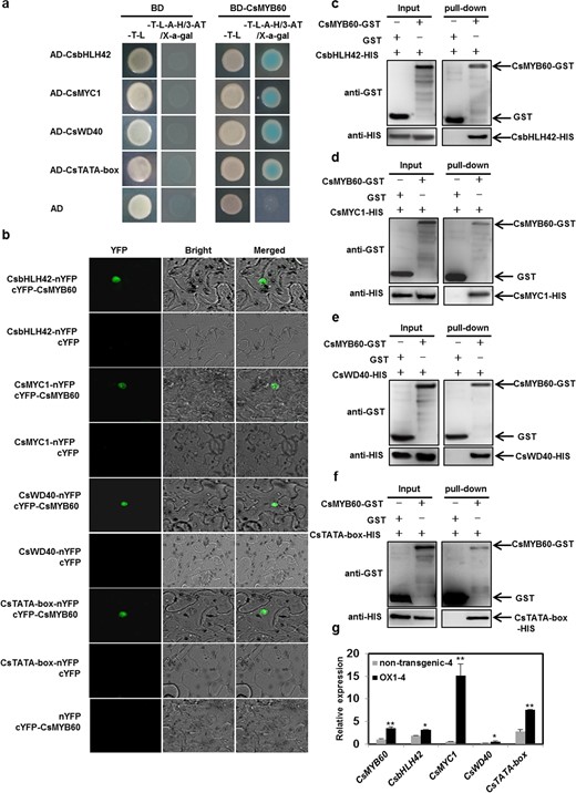 a Yeast two-hybrid assays. b Bimolecular fluorescence complementation (BiFC) assays. c–f Pull-down assays validating the interaction of CsMYB60 with CsbHLH42 (c), CsMYC1 (d), CsWD40 (e), and CsTATA-box binding protein (f). g Relative expression levels of CsMYB60, CsbHLH42, CsMYC1, CsWD40, and CsTATA-box binding protein in spines at 4 days before anthesis in OX-1 and its nontransgenic siblings. The cucumber β-actin gene was used as an internal control. Three biological replicates were performed for the gene expression analyses. Error bars represent standard errors (SE). Statistical significance: *P < 0.05, **P < 0.01