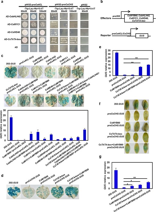 a Yeast-one-hybrid assays. b Schematic diagrams of the effector constructs and GUS reporter gene constructs driven by the Cs4CL promoter or CsCHS promoter. cGUS activity assays in tobacco leaves showing that CsMYB60 promoted the expression of Cs4CL. dGUS activity assays showing that CsTATA-box binding protein promoted the expression of CsCHS and that CsMYB60 increased CsTATA-box binding protein activation in tobacco leaves. e Relative GUS expression in the transient expression assays in (d). fGUS activity assays showing that CsTATA-box binding protein promoted the expression of CsCHS and that CsMYB60 increased CsTATA-box binding protein activation in cucumber cotyledons. gGUS relative expression in the transient expression assays in (f). Three biological replicates were performed for the gene expression analyses. Error bars represent SE. Statistical significance: *P < 0.05, **P < 0.01