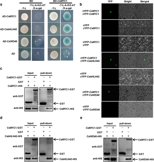 a Yeast two-hybrid assays validating the interaction of CsMYC1 with itself, CsbHLH42, and CsWD40. b BiFC assays. c–e Pull-down assays