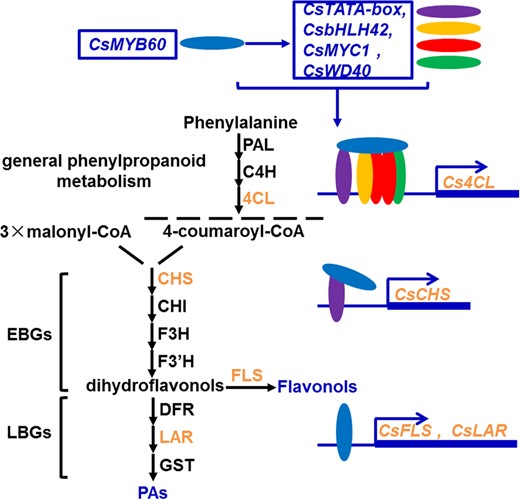 CsMYB60 could activate the expression of CsFLS and CsLAR by directly binding to their promoters. Additionally, CsMYB60 directly or indirectly activated the expression of CsbHLH42, CsMYC1, CsWD40, and CsTATA-box binding protein, whose products then interacted with CsMYB60 to form the complex regulating the expression of Cs4CL, and CsMYB60 interacted with CsTATA-box binding protein to promote the expression of CsCHS. Blue, orange, red, green, and purple ellipses represent CsMYB60, CsbHLH42, CsMYC1, CsWD40, and CsTATA-box binding protein, respectively