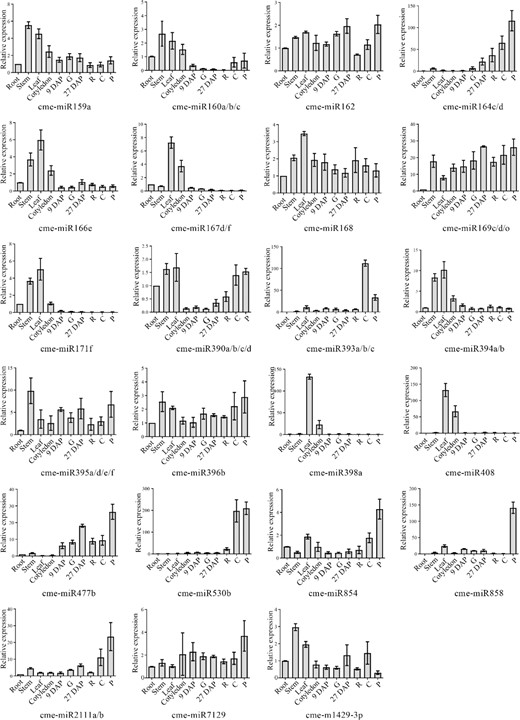 DAP day after pollination, 9 DAP mesocarp of 9 DAP fruit, 27 DAP mesocarp of 27 DAP fruit, G growth stage, R ripening stage, C climacteric stage, P postlimacteric stage. Bars indicate miRNA abundance from the qRT-PCR results. Experiments were performed in three biological replicates. Error bars represent the mean ± SD of three biological replicates