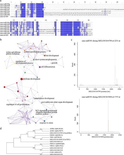 a Sequence alignment of cme-m1429 and cme-miR399 family members. Conserved sequences are shown in blue. b GO enrichment of target genes of conserved miRNA. The enriched GO terms of the same color indicate the same cluster, and the size of the node represents the number of input genes falling into that term. c T-plot of target genes of cme-miR393. The red line indicates the cleavage site of the target gene. d Phylogenetic analysis of the TIR1/AFB family genes of melon and Arabidopsis