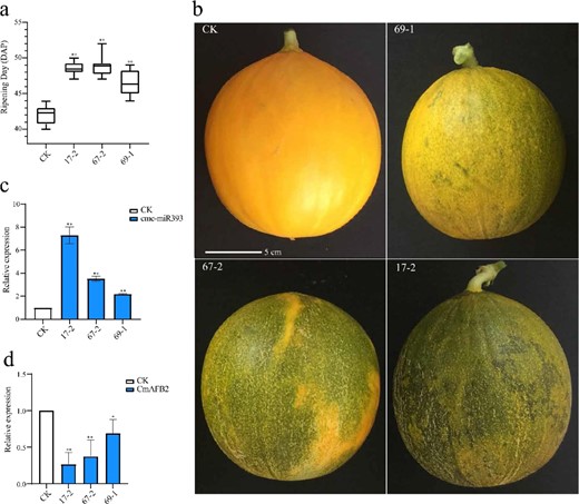 a Comparison of fruit ripening days of transgenic lines and nontransgenic melon. Error bars represent ± SD of the 3 transgenic lines with 10 replicates each. b Fruits of nontransgenic and transgenic lines. Fruits harvested when nontransgenic fruits ripened (43 DAP). Scale bar = 5 cm. c Relative expression of cme-miR393 in mesocarps at the ripening stage of fruit. d Relative expression of CmAFB2 in mesocarps at the ripening stage of fruit. Data represent the mean ± SD of three biological replicates. CK: control group of nontransgenic melon fruits; 17-2, 67-3, 69-1: fruits of cme-miR39 3 overexpression transgenic lines (Student′s t-test; *p < 0.05; **p < 0.01)