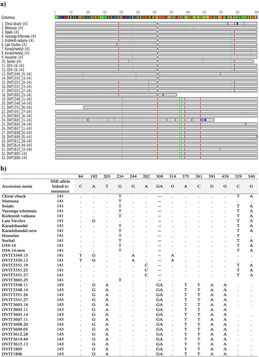a Sequence comparison of a 610(bp) region associated with the 141 or 143 allele of SSR marker SC8–0071-014 that cosegregates with the Ren1 locus. Samples 1–18 have allele 141, and 19–33 have allele 143. Sequences of samples 1–12 were published in an earlier study (Riaz et al. 2013a) with the exception of sample 8 and 12 (Karadzhandal and O34-16), which were repeated in this study as a control to compare with the previous work. First 10 samples are V. vinifera. subsp. vinifera and 11–33 are V. vinifera. subsp. sylvestris. b Position and type of single nucleotide polymorphism that were identified in the sequences of 33 accessions