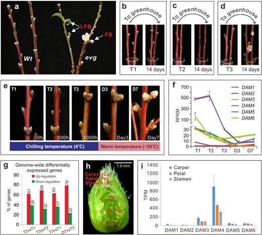 a Confirmation of chilling-independent bud break in the peach evg mutant. The shoots attached with leaf and floral buds collected from the evg (right) and Wt (left) peach trees in the late fall were directly placed under normal growth condition (~ 20 °C) for 40 days without chilling treatment. LFB lateral leaf bud, FB floral buds. b–d In vitro chilling treatment of fully dormant Wt peach floral buds at 4 °C for 0 h (T1, b), 500 h (T2, c), and 1000 h (T3, d), and then transferred to the normal growth condition at greenhouse (~20 °C) for 14 days for assay of bud break. e The morphology of the chilled T1, T2, and T3 floral buds as well as the chilled T3 buds in greenhouse (~20 °C) for 3 days (D3) and 7 days (D7). f RNA-seq analysis of DAM expression plotted with RPKM (reads per kilobase per million mapped reads). Data are averaged from three biological replicates, with ±SD. g The percentage of total up- and downregulated genes from stage to stage. h Dissection and collection of petal (Pe), stamen (St), and carpel (Ca) tissues from dormant T1–T3 floral buds. i RNA-seq analysis of floral organ-specific expression. Data are averaged from three biological replicates, with ±SD. TPM transcripts per kilobase million mapped reads