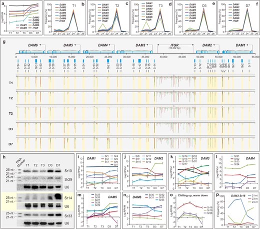 a sRNA expression in six DAMs. Data are averaged from three biological replicates, with ±SD. b–f sRNA population (20–26 nt) and dynamic change in DAMs and the intergenic region (ITGR) at T1 (b), T2 (c), T3 (d), D3 (e), and D7 (f). g sRNA mapping and sRNA-producing regions (Srs)/loci in six DAM regions. The region with similar sRNA expression activity was grouped as a sRNA-producing region (Sr)/locus, and the 34Sr loci are highlighted, depicted, and marked. Red specifies antisense transcript reads and green specifies sense transcript reads. Annotated six DAMs and ITGR are depicted above. h RNA gel blotting. About 20 µg of enriched small RNA sample along with RNA marker was resolved on 16% of PAGE gel, blotted, probed, and reprobed with indicated p32-labeled oligos together with the labeled RNA marker. Sizes (21 and 25 nt) of sRNA markers are indicated at left and U6 serves as a control. i–p sRNA expression of individual Sr locus in DAM1 (i), DAM2 (j), DAM3 (k), DAM4 (l), DAM5 (m), and DAM6 (n), respectively. Data are averaged from three biological replicates, with ±SD. oSr loci upregulated by chilling. p 21-nt sRNA predominantly expressed at the Sr16 locus