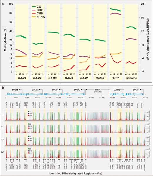 a CG, CHG, and CHH methylation in six DAMs, ITGR, and peach genome. Methylation rate (%) was indicated on the left y-axis and sRNA abundance (orange) expressed by Log2 RPKM on the right y-axis. The treatment time point T1, T2, T3 and D7, and DAM genes are indicated at the bottom. b Cluster of methylated regions (Mrs). A total of 44 Methylated regions (Mrs) are marked in the bottom, while the corresponding Sr regions highlighted in yellow and denoted on top. Number of methylated regions starts from DAM1 to DAM6 for the sake of consistence with DAM position. Green—CG methylation. Purple—CHG methylation. Red—CHH methylation. The Mrs independent of siRNAs are named as downstream or upstream of adjacent Mrs (e.g. Mr2u, Mr17u, Mr18u, Mr18d, etc.)