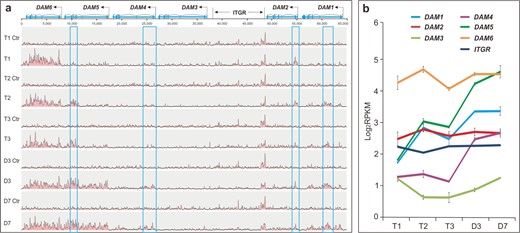 a Genome browser tracks showing H3K27me3 ChIP-seq reads are mapped to the 65-kb DAM region. Five ChIP-seq tracks from T1 to D7, and their no-antibody control tracks (Ctr) are shown. The peaks in DAMs are marked by blue boxes. b Quantitative analysis of the ChIP-seq read counts in DAMs and ITGR. Data are averaged from two biological replicates, with ±SD