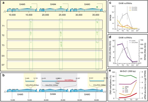 a Mapping of strand-specific RNA-seq reads against six DAMs. The sense read relevant to the DAM transcription direction is denoted in green and antisense in red. The detailed information about DAM organization and location is illustrated in Fig. S1 legend. Note that for the sake of clarity, the reads mapped to exons were removed. b Schematic diagram of the position and size of ncRNAs and relevant Mr/Sr locus. c Expression of three ncRNAs. RPKM—reads per kb per million mapped reads. d plot D4ncRNA expression from strand-specific RNA-seq data (SS-RNA-seq) with DAM4 expression from regular RNA-seq data. e DNA methylation and sRNA expression in Mr/Sr21 locus