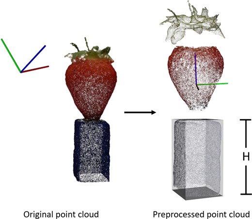Point cloud pre-processing for strawberry body extraction, translation to origin of xyz coordinate system and size standardisation