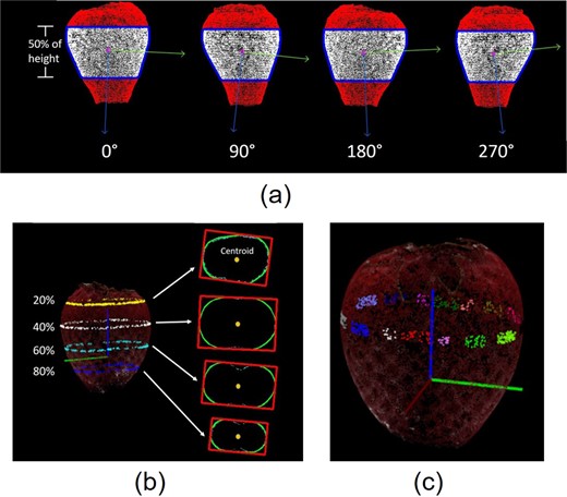 Convex hulls are outlined in blue, and blue and green arrows indicate the principal orientations (a). Extraction of example slice images horizontal to x–y plane at the height of 20%, 40%, 60% and 80% of the total height. A minimum bounding box is fitted to each slice image (b). Sixteen patches of points labelled in different colours for curvature estimation (c)