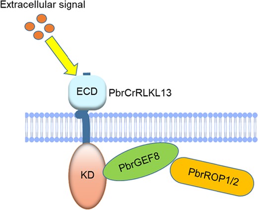 The model for CrRLK1L-ROP signaling in regulating pear pollen tube growth. PbrCrRLK1L13 binds to the C-terminal region of PbrGEF8, with PbrROP1 and PbrROP2 forming the complex, which affects the balance of cellulose content and regulates pear pollen tube growth.