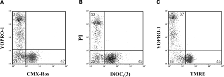 Representative examples for simultaneous Δψm measurement and cell viability in spermatozoa. Spermatozoa were stained with either CMX-Ros and YOPRO-1 (A), DiOC6(3) and PI (B), or TMRE and YOPRO-1 (C) as described in Materials and methods. The abscissa indicates the fluorescence intensity of spermatozoa stained with potentiometric dyes [CMX-Ros, DiOC6(3) or TMRE] and the ordinate indicates the fluorescence intensity of spermatozoa stained with impermeant nuclear dyes (YOPRO-1 or PI). Numbers indicate the percentage of spermatozoa in each quadrant. Results are representative of two samples, each from a different patient.