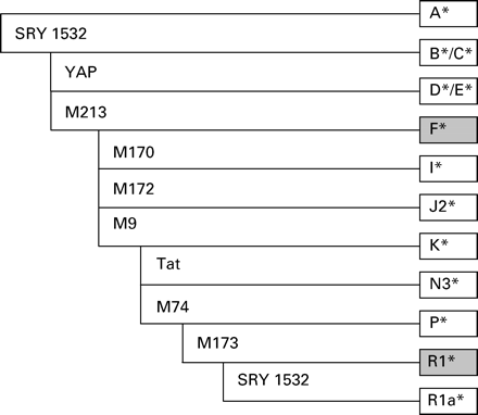 Hierarchical pattern of Y chromosomal haplogroups revealed by typing of 10 binary markers according to Jobling and Tyler-Smith (2003). Grey boxes indicate those haplogroups found in control samples with a gr/gr mutation.