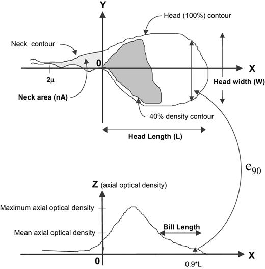 Schematic diagram of the imaged sperm head illustrating some of the morphometric parameters that changed significantly after T-implant.