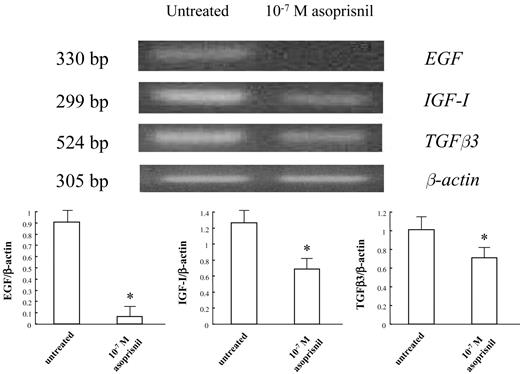 Effects of asoprisnil on the expression of mRNAs encoding for epidermal growth factor (EGF), insulin-like growth factor-I (IGF-I) and transforming growth factor β (TGFβ3) in leiomyoma cells cultured for 72 h, as assessed by semi-quantitative RT–PCR. Semi-quantitative RT–PCR analysis demonstrated the presence of a 330 bp fragment of EGF mRNA, 299 bp fragment of IGF-I mRNA and 524 bp fragment of TGFβ3 mRNA in untreated cultured leiomyoma cells (upper panel). The lower panel shows the fold increase of EGF, IGF-I and TGFβ3 mRNA normalized to the respective β-actin in leiomyoma cells cultured for 72 h in the presence of 10−7 M asoprisnil. Treatment with 10−7 M asoprisnil resulted in a significant decrease in EGF, IGF-I and TGFβ3 mRNA expression in leiomyoma cells cultured for 72 h compared with untreated control cultures (lower panel). Densitometric analysis of EGF, IGF-I and TGFβ3 mRNA was performed as described in Materials and methods. β-Actin mRNA was used to ensure the even loading of each specimen. Results represent the mean + SD of the fold increase over the control value of at least three independent experiments. *P < 0.01 versus untreated control cultures.