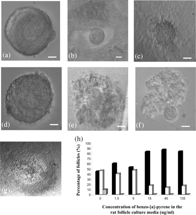 Representative images of individual follicles (bar = 20 µm) cultured in the presence of 0 ng ml−1 B[a]P on day 0 (a), 3 (b) and 5 (c) of culture compared with individual follicles exposed to 135 ng ml−1 B[a]P on day 0 (d), 3 (e) and 5 (f) of culture and those demonstrating signs of pre-antral formation (g). Increasing concentrations of B[a]P in the IRFC media corresponded with decreasing percentages of proliferating follicles (h). Non-proliferating follicles (black bar); proliferating (white bar); and pre-antral formation (grey bar).