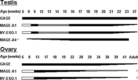 Sequential expression of CTAs during fetal development of human germ cells. Expression of GAGE, MAGE-A1, NY-ESO-1 and MAGE-A4 is initiated and terminated at different time points during development of fetal human germ cells. Black lines indicate CTA expression, a reduction in the thickness of the line indicates a reduction in CTA expression, dashed lines indicate infrequent detection of the antigen and white lines indicate no expression. *Data reported in Aubry et al. (2001).