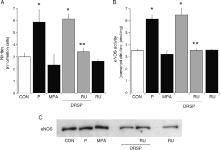 Rapid activation of NO synthesis by DRSP in endothelial cells Steroid-deprived HUVECs were treated for 30 min with DRSP (10−7 M), P (10−7 M), MPA (10−7 M) either alone or in the presence of the PR antagonist RU486 (RU, 10−5 M). (A) NO release in the cell culture medium was assayed. (B) eNOS activity in whole cell lysates is shown. (C) eNOS protein amount in endothelial cells is presented. *P < 0.01 versus control. **P < 0.01 versus DRSP alone