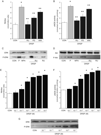 Non-genomic signaling to eNOS by DRSP Steroid-deprived HUVECs were exposed for 30 (A, B, D) or 5 min (C) to DRSP (10−7 M), P (10−7 M), MPA (10−7 M) either alone or in the presence of RU486 (RU, 10−5 M), of the MEK inhibitor PD98056 (PD, 5 × 10−6 M) or of the PI3K inhibitor Wm (3 × 10−8 M). Alternatively, endothelial cells were exposed to increasing concentrations of DRSP for 30 min. A and E show NO production by endothelial cells; B and F present eNOS activity in whole endothelial cell lysates; C and G show cellular amounts of wild type or Tyr204-P-ERK 1/2. D wild type and Thr308-P-Akt endothelial cell amounts are shown. *P < 0.01 versus control. **P < 0.01 versus DRSP alone