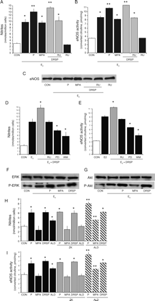 Rapid modulation of eNOS by DRSP in the presence of E2 or aldosterone Steroid-deprived HUVECs were treated for 30 min with 17β-E2 (10−8 M), either alone or with DRSP (10−7 M), P (10−7 M) or MPA (10−7 M), in the presence or absence of RU486 (RU, 10−5 M), of the MEK inhibitor PD98056 (PD, 5 × 10−6 M) or of the PI3K inhibitor WM (3 × 10−8 M). Alternatively, HUVECs were treated for 30 min with DRSP (10−7 M), P (10−7 M), MPA (10−7 M) or aldosterone (ALD, 10−10 M) either alone or in the presence of the MR antagonist ZK 91587 (ZK, 10−8 M). A, D and H show NO synthesis by endothelial cells. B, E and I present eNOS activity in endothelial cells. C shows cellular eNOS protein amounts. F presents the cellular amounts of wild type or Tyr204-P-ERK 1/2. Wild type and Thr308-P-Akt endothelial cell amounts are shown in E. (A, B, D and E) *P < 0.01 versus control, **P < 0.01 versus E2 alone. (H and I) *P < 0.01 versus control, **P < 0.01 versus compounds in the absence of aldosterone