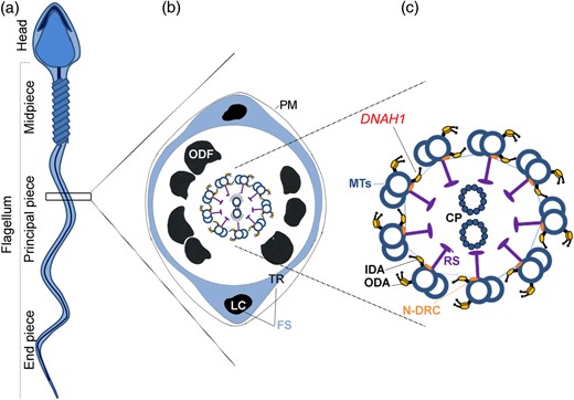 Structure of the sperm flagellum. (a) Mammalian sperm flagellum is structurally divided into three areas: midpiece, principal piece and end piece. (b) Schematic cross section through a representative segment of the principal piece showing the plasma membrane (PM) surrounding seven outer dense fibers (ODF, there are nine ODF in the midpiece). The fibrous sheath (FS) is composed of two longitudinal columns (LC) which are connected by transverse ribs (TR). Within the ODF, are the components of the axoneme. (c) The axoneme is enlarged and the offset shows: the nine outer microtubule doublets of the axoneme (MTs) with associated inner dynein arms (IDA), outer dynein arms (ODA), radial spokes (RS), nexin-dynein regulator complex (N-DRC), nexin links and the central pair of microtubules (CP).