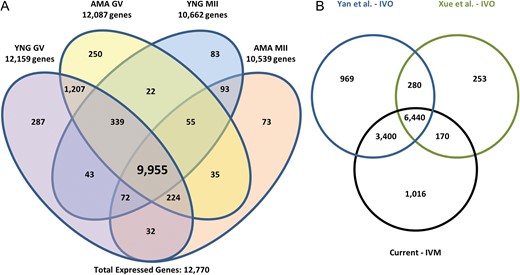 Human oocyte gene expression. (A) Number of expressed genes in advanced maternal age (AMA) and young (YNG) human oocytes at the germinal vesicle (GV) and metaphase II (MII) stages. Genes with an RPKM > 0.4 in at least three of five replicates within a sample type were considered expressed. Total expressed genes represents those expressed in at least one sample type. (B) Comparison of in vitro matured (IVM) MII oocyte expression profiles to published in vivo matured (IVO) oocyte studies. MII sample reads (three replicates/study) from GEO accessions, GSE44183 (Xue et al., 2013) and GSE36552 (Yan et al., 2013) were downloaded and processed using our RNA-Seq analysis pipeline to determine gene expression similarities between studies. Genes with an RPKM > 0.4 in at least three of five replicates for a minimum of one MII type or in at least two of three replicates from the respective downloaded samples were considered expressed.