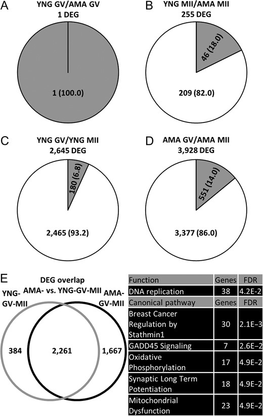Differentially expressed genes (DEGs) identified between oocyte age groups. Number (percentage) of significantly up- (gray) and down- (white) regulated genes found between (A) young and advanced maternal age germinal vesicle (YNG GV and AMA GV) oocytes (adjusted P < 0.10 and log2 fold change > 1) (B) YNG and AMA metaphase II (YNG MII and AMA MII) oocytes (adjusted P < 0.10 and log2 fold change > 1) (C) YNG GV and YNG MII oocytes (adjusted P < 0.05 and log2 fold change > 1) and (D) AMA GV and AMA MII oocytes (adjusted P < 0.05 and log 2 fold change > 1). (E) Left: Overlap of DEGs (adjusted P < 0.05 and log2 fold change > 1) identified between YNG GV/YNG MII (YNG-GV-MII) and AMA GV/AMA MII (AMA-GV-MII) oocyte comparisons. (E) Right: Top five significantly (Benjamini-Hochberg multiple testing correction P-value, FDR < 0.05) enriched functions and canonical pathways (containing at least seven genes) within DEGs unique to the AMA-GV-MII oocyte comparison (as enriched functions and canonical pathways within DEGs unique to the YNG-GV-MII comparison contained less than seven genes). Refer to Supplementary Table SIII, SIV, and SV for all enrichment results and gene names within each category.
