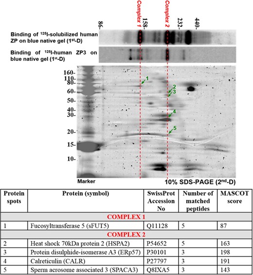 Two-dimensional BNG/SDS-PAGE of capacitated sperm plasma membrane proteins purified by ProteoExtract® Transmembrane Protein Extraction Kit. Arrows indicate components of complexes that bind to solubilized ZP/ZP3. The results shown are representative of three replicate experiments. Lower: Identification of individual components of the solubilized ZP/ZP3-interacting sperm protein complexes by mass spectrometry. BNG, blue native gel; ZP, zona pellucida.