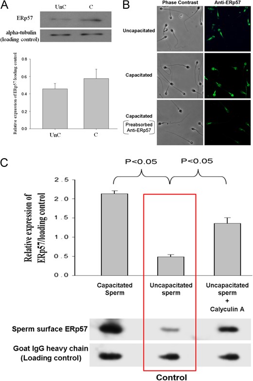 Expression of ERp57 in human spermatozoa. (A) Western blot analysis of total sperm protein extract probed with anti-ERp57 antibody (1:1000). Lower: Semi-quantitative comparison of ERp57 expression between uncapacitated (UnC) and capacitated (C) spermatozoa in western blotting by densitometric analysis. Data represent the mean ± SEM (N = 4). (B) Immuno-localization of ERp57 in human spermatozoa with or without capacitation. Spermatozoa were incubated with 1:100 mouse monoclonal anti-ERp57 antibody. They were visualized using Alexa Fluor 488-conjugated goat anti-mouse IgG. Anti-ERp57 antibody pre-absorbed with 10-fold molar excess recombinant ERp57 (Abcam) was used as the control. The results shown are representative of four replicate experiments examined under a fluorescence microscope with ×600 magnification. (C) Sperm surface expression of ERp57. Human spermatozoa (2 × 106) with or without 0.1 μM calyculin A treatment were resuspended in PBS containing 10 mM of membrane impermeable EZ-Link Sulpho-NHS-SS-Biotin, which labelled the sperm surface proteins. Lower: The biotinylated proteins were purified and resolved on SDS-PAGE followed by western blotting using anti-ERp57 antibody. The results shown are representative of four replicate experiments. Upper: Semi-quantitative comparison of ERp57 expression between sperm samples in western blotting by densitometric analysis was shown. Data represent the mean ± SEM (N = 4).