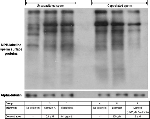Semi-quantification of the human sperm surface thiol content. Cell surface thiol of human spermatozoa was labelled with MPB and quantified by western blotting. The results shown are representative of seven replicate experiments. MPB, 3-(N-maleimidylpropionyl)-biocytin.