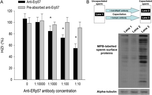 Effect of function blocking anti-ERp57 antibody on ZP-binding capacity and sperm surface thiol content of human spermatozoa. (A) Uncapacitated spermatozoa were capacitated in EBSS/3% BSA (control) or in EBSS/3% BSA containing different concentrations of anti-ERp57 antibody with or without recombinant ERp57 preabsorption. The ZP-binding ability of capacitated spermatozoa after treatment was determined by the HZA. The results were expressed as HZI (%). Each point represents the mean ± SEM of the results of 10 HZA using 10 ZP and 10 different spermatozoa samples (N = 10). *P < 0.05 when compared with the corresponding control without treatment. (B) Uncapacitated spermatozoa (Lane 1) were capacitated in EBSS/3% BSA containing 1:100 anti-ERp57 antibody (Lane 2) or isotopic antibody (Lane 3). Cell surface thiol of human spermatozoa (2 × 106/ml) was then labelled with MPB and semi-quantified by western blotting. The results shown are representative of five replicate experiments.