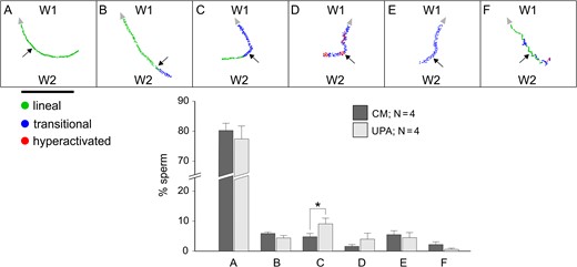 Sperm chemorepulsion verified by means of the sperm pattern of movement while changing direction against W2 containing UPA. Experiments were performed in a chemoattraction chamber (Fabro et al., 2002) where spermatozoa previously incubated under capacitating conditions were loaded in W1 and 100 pg/ml of ulipristal acetate (UPA) (ascending gradient) or culture medium as negative control were placed in W2. The pattern of movement (lineal, transitional or hyperactivated) was determined while turning against the UPA gradient. Six sperm returning patterns were identified (A–F). The percentage of spermatozoa showing each returning pattern (for UPA and culture medium negative control) was represented in the bar chart. Horizontal black bar represents a distance of 200 μm. Arrow head indicates the direction of each sperm track. Arrows point out the moment where the sperm turned against W2. Data are expressed as mean ± SEM and the number of independent experiments (N) is shown for each treatment. * indicates significant differences between treatments, P < 0.05.