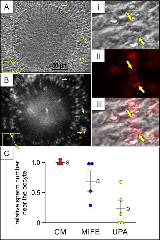 sPRL prevent spermatozoa reaching the oocyte. Rabbit oocyte–cumulus complexes were exposed to rabbit spermatozoa (previously incubated under capacitating conditions and stained with Fluo-4), pre-treated (or not) with 100 pg/ml of mifepristone (MIFE) or ulipristal acetate (UPA); (A and B) phase contrast and fluorescence images of the oocyte–cumulus complex where some spermatozoa are indicated by arrows. The yellow square shows the area amplified on the right of the figure: phase contrast (i), pseudo-coloured fluorescence (ii) and merge (iii). (C) relative sperm number in the area near the oocyte determined in the presence of CM, MIFE or UPA, with a sperm range of 7–14 with a mean value of 11.8 ± 1.6, for CM. Data are expressed as mean ± SEM of independent assays, and individual experiments are represented by circles. Different letters (a, b) indicate significant differences between treatments for each synthetic Progesterone Receptor Ligands (sPRL), P < 0.05.