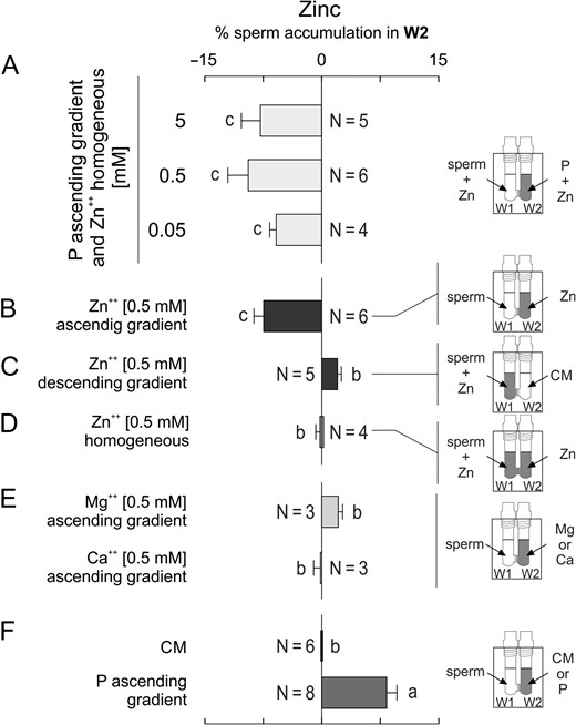 Zinc, a cation released at fertilization, can mediate sperm chemorepulsion. Spermatozoa incubated under capacitating conditions were placed in W1 in combination with the following treatments, determining the percentage of sperm in W2 at the end of the SSA. (A) a homogeneous distribution of several concentrations of zinc (Zn) under an ascending gradient of 10 pM of progesterone (P). (B) an ascending gradient of 0.5 mM Zn; (C) a descending gradient of 0.5 mM Zn. (D) a homogeneous distribution of 0.5 mM Zn. (E) an ascending gradient of 0.5 mM either of magnesium (Mg) or calcium (Ca). (F) culture medium (CM) or an ascending gradient of 10 pM P, as controls. Data are expressed as mean ± SEM and the number of independent experiments (N) is shown for each treatment. Different letters (a, b, c) indicate significant differences between treatments, P < 0.05.