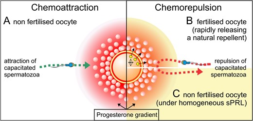 Tentative role for the occurrence of sperm chemorepulsion in vivo. At the cellular level, mammalian reproduction can be regulated by mechanisms that favour or prevent fertilization, in an orchestrated way of two opposed sperm navigation mechanism, chemoattraction and chemorepulsion. Under natural conditions, by sensing a gradient of progesterone capacitated spermatozoa get the location of the egg (A). Once fertilized, a rapid release of zinc prevents the entrance of additional capacitated spermatozoa inside the egg by converting the progesterone gradient into a repulsive one (B). Under pharmacological conditions, sPRL may also convert the attracting progesterone gradient into a repulsive one, preventing capacitated spermatozoa to get inside an unfertilized egg (C).