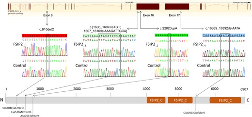 Location of FSIP2 mutations in the intron–exon structure and in the protein representation. Electropherograms of Sanger sequencing for all patients with FSIP2 mutations compared to the reference sequence are reported. Orange squares show the FSIP2_C domains (fibrous sheath-interacting protein 2, C-terminal, IPR031554) as predicted by InterPro server (https://www.ebi.ac.uk/interpro/). Mutations are annotated in accordance to the Human Genome Variation Society’s recommendations. According to the InterPro server, three homologous domains called FSIP2_C (C-terminus of the FSIP2 protein) are present in the C terminal part of the protein. FSIP2_C domains are present in other proteins and have been found to be repeated up to 10 times but their function is not yet known (Finn et al., 2017).