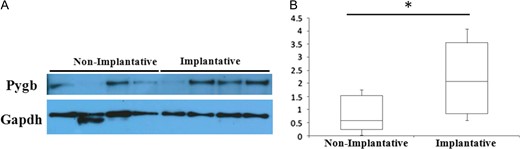 Western blotting analysis of PYGB in implantative and non-implantative cycles. (A) Representative western blotting results of PYGB differences between implantative and non-implantative EFA. GAPDH was used as a loading control. (B) Box plot depicting the differences in normalized PYGB abundance between conditions (*means P < 0.05).