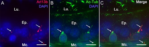Acetylated tubulin primary cilia (PC) marker co-localizes with Arl13b in Arl13b-Cetn2 tg mice. Epididymal sections from Arl13b-Cetn2 tg mice (A) were stained for the PC marker acetylated tubulin (Ac-Tub) (B). Arl13b-positive cilia extensions colocalize with Ac-Tub (Arrows, A, B and C), which validates this mouse model for the study of PC in the epididymis. Ep.: epithelium; Lu.: lumen; Mc.: myoid cells. Scale bars: 10 μm.