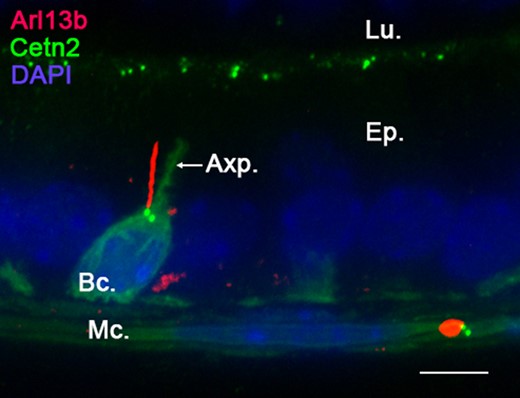 Primary cilia (PC) extend from the basal cell main body. Confocal imaging performed in the caput epididymidis of Arl13b-Cetn2 dTg adult mice showed a basal cell with a characteristic axiopodia (Axp.) extending from its main cell body. Arl13b-positive PC extend from centrin2-positive centrioles located at the base of the axiopodia. No PC extension was found within the axiopodial extension in the caput, corpus or cauda epididymidis. This figure is representative of acquisitions performed on n = 10 mice. Bc.: basal cell; Ep.: epithelium; Lu.: lumen; Mc.: myoid cells. Scale bar: 10 μm.