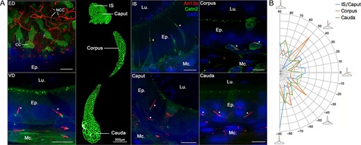 Primary cilia (PC) are present in the efferent ducts (ED), the vas deferens (VD), and the different segments of the mouse epididymis. Confocal imaging was performed in the ED, VD and different segments of the epididymis from Arl13b-Cetn2 dTg adult mice. Ciliated cells (CC) from the ED were characterized by the presence of numerous centrioles at the apical pole of the cells. Elongated PC (15–40 μm) were detected at the apical surface of non-ciliated cells (NCC). PC were found associated with basal cells (stars) and peritubular myoid cells in all segments of the epididymis and in the VD (A). Following confocal imaging acquisitions, the angle of basal cell PC relative to the closest tubule edge was determined by image processing in each epididymal region, i.e. IS/Caput (n = 899 cells), corpus (n = 371 cells) and cauda (n = 1065 cells) from three mice. Proportions of PC with distinct angles were distributed between −90° for cilia directed towards the base of the epithelium to 90o for cilia directed towards the lumen (B). Ep.: epithelium. Lu.: Lumen. Mc.: myoid cell. IS: initial segment. Scale bars when non specified: 10 μm.