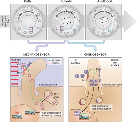 Cell-lineage specificity and hypothetical roles of PC from the epithelium of the epididymis during postnatal development. From birth to puberty, PC are in direct contact with the intraluminal compartment of the epididymis, where they could be responsive to shear-flow mechanosensation through PC1/PC2, as described in the kidney. In the latter, shear-flow triggers calcium entry and the subsequent regulation of target gene expression. From puberty, PC are exclusively associated with basal cells in the epithelium, where they may transduce Hedgehog (Hh) signaling pathway. Comprehensively this pathway involves Protein patched homolog 1 (ptch1) and Smoothened (Smo) ciliary receptors, as well as the GLI family transcription factors (Gli-1, 2 and 3) to regulate cell proliferation and differentiation.