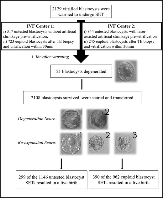 Workflow of the study. Two thousand one hundred and twenty-nine vitrified blastocysts were warmed to undergo single embryo transfer (SET). Three pre-vitrification practices were included: (i) no biopsy and no artificial shrinkage (Center 1 only), (ii) trophectoderm biopsy and vitrification within 30 min (Centers 1 and 2) and (iii) no biopsy but laser-assisted artificial shrinkage (Center 2 only). Twenty-one blastocysts had degenerated 1.5 h after warming. The 2108 surviving blastocysts were scored for their degeneration and re-expansion grades. The former from 1 (no areas of degeneration) to 2 (few areas of degeneration), and the latter from 1 to 3 (fully re-expanded, partially re-expanded or not re-expanded). Overall, 299 untested blastocysts (of the 1146 transferred) and 390 euploid blastocysts (of the 962 transferred) SETs resulted into a live birth. All the variables that may affect degeneration and re-expansion after warming and competence (i.e. live birth) were tested through logistic regression analyses.