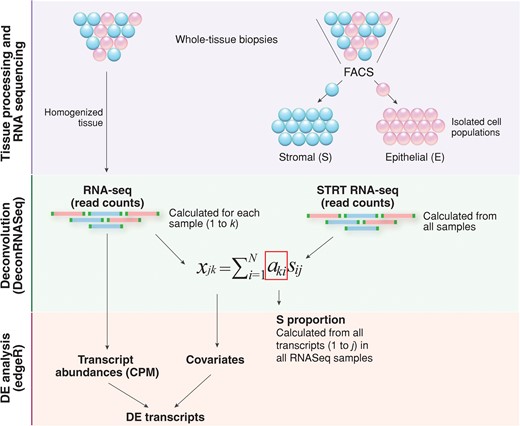 A simplified overview of the gene expression profile computational deconvolution of endometrial tissue. Endometrial biopsies were homogenized and total RNA extracted from whole-tissue samples was sequenced. In parallel, two cell types from endometrial biopsies were separated; epithelial cells were labelled with fluorochrome-conjugated mouse anti-human CD9 monoclonal antibody and stromal cells were simultaneously labelled with fluorochrome-conjugated mouse anti-human CD13 monoclonal antibody, followed by flow cytometric analysis and FACS cell sorting. Bulk-RNA full transcriptome analysis of FACS-sorted endometrial epithelial and stromal cells was performed with the RNA-seq method, following the single-cell tagged reverse transcription (STRT) protocol with modifications. Reference proportions of epithelium (E) and stroma (S) were calculated for each sample using DeconRNASeq algorithm. By using transcript measures from separate cell-types (FACS-sorted epithelial and stromal cell populations) and transcript measures from whole-tissue samples, the algorithm estimates the cell-type proportions over samples by fitting a non-negative least squares equation for each transcript. Further, it calculates the theoretical proportions of epithelium and stroma across the whole transcriptome. The expression level xjk of gene j in a sample k is the average of expected expression level s across the cell types sij, weighted by the respective cell-type proportions aki (i = 1 … N, N: the total number of cell types) (Adapted from (Gong and Szustakowski, 2013)). Average stroma proportions calculated from all whole-tissue samples used for RNAseq were then applied as covariates in differential expression (DE) analysis using edgeR.