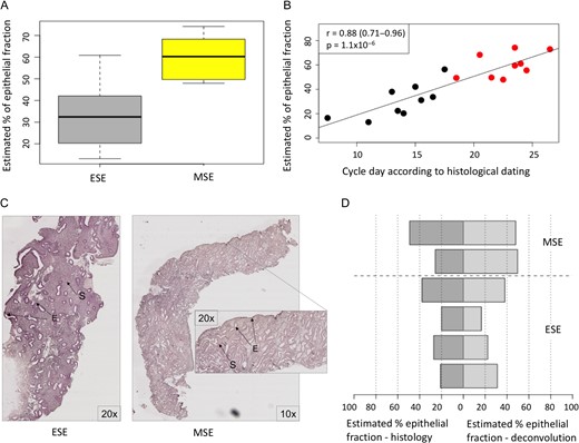 Tissue deconvolution results. A. Proportions of epithelial cells in endometrial biopsies estimated by the computational deconvolution approach. ESE—early secretory samples. MSE—mid-secretory endometrial samples. B. Correlation between gene expression-estimated proportion of epithelial cells and menstrual cycle day predicted using Noyes’ criteria for endometrial histological dating. Black dots—ESE samples, red dots—MSE samples, according to urine LH test. C. Histological slide image of ESE and MSE samples, used for endometrial epithelial and stromal proportions’ counting. The samples were prepared from formalin-fixed paraffin-embedded endometrial tissue sections using standard hematoxylin and eosin staining protocol. E—epithelium and S—stroma. D. Comparison between epithelial cell proportions estimated using two different approaches: histological evaluation of epithelial fraction (dark grey) and proportions calculated based on cell-type specific gene expression patterns (light grey). In five out of six samples the proportions calculated by both methods were comparable.
